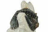 Curled Hollardops Trilobite - Orange Eye Preservation #311256-3